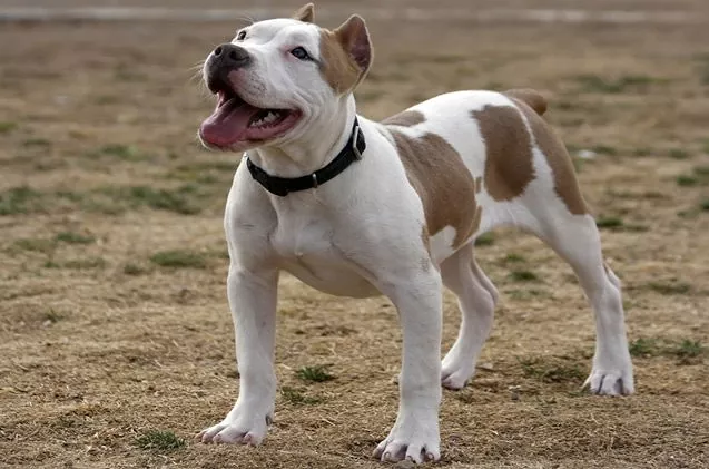 pitbull price in vizag