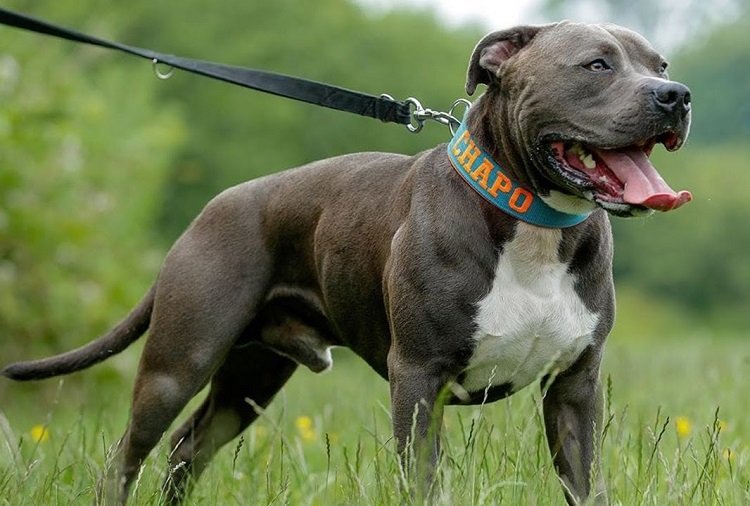 pitbull price in chennai