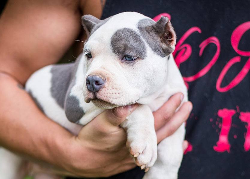 pitbull price in kolkata