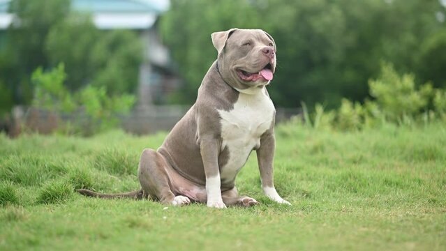 pitbull price in hyderabad