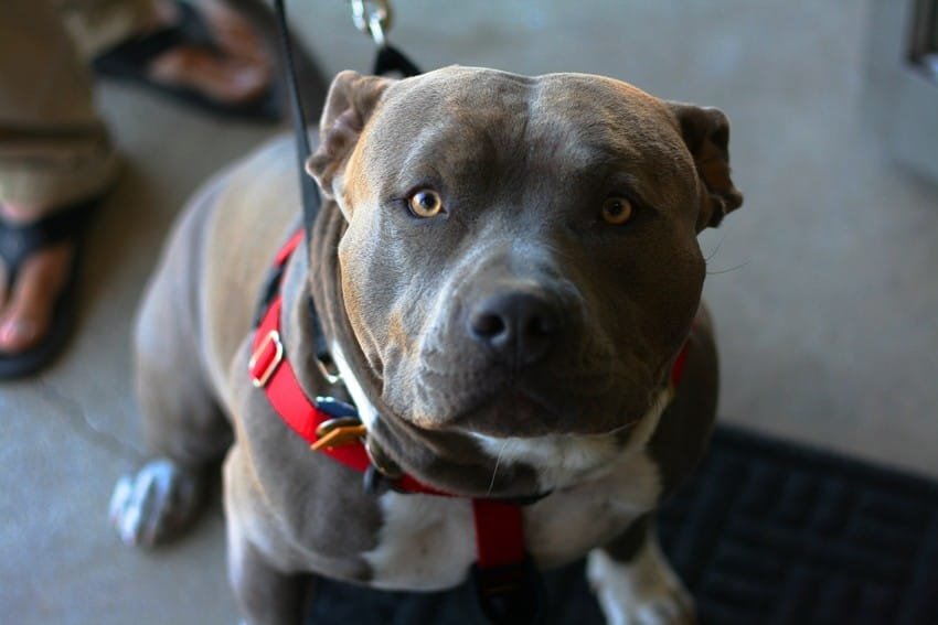 pitbull price in mumbai