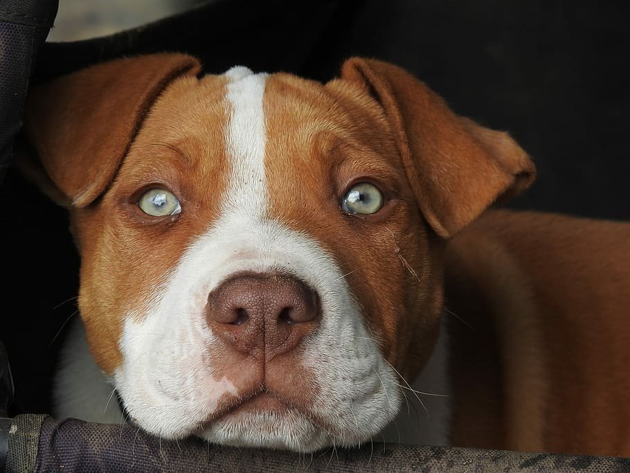 pitbull price in Pune