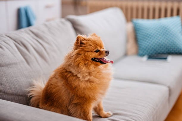 pomeranian price in ahmedabad