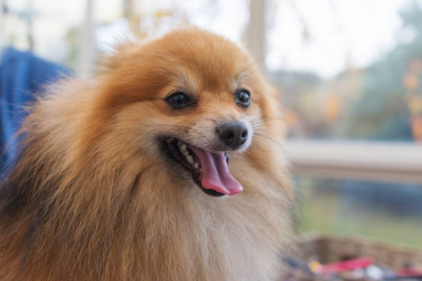 pomeranian price in kolkata