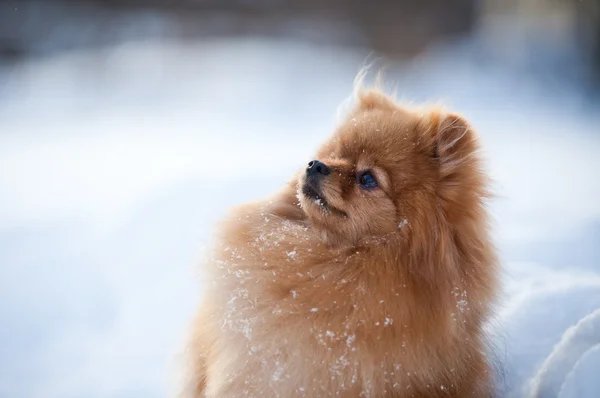 pomeranian price in bangalore
