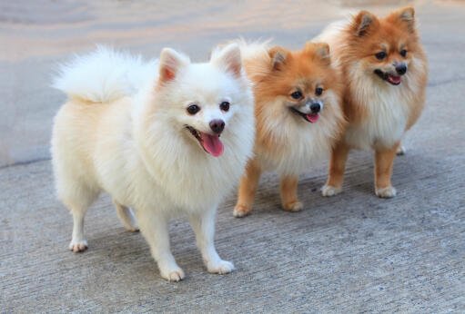 pomeranian price in chennai