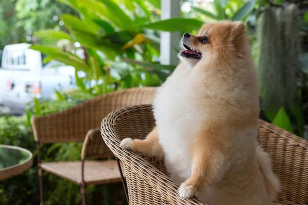 pomeranian price in mumbai