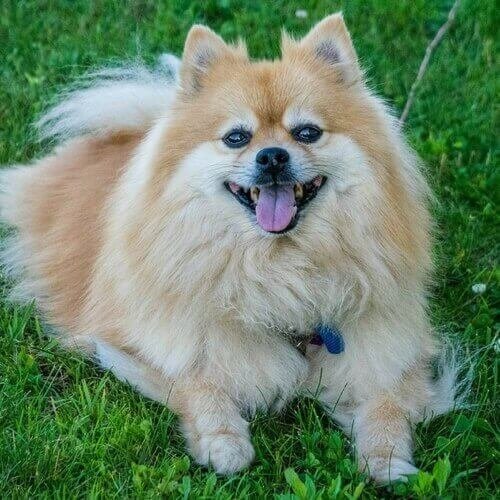 pomeranian price in Pune