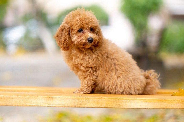 poodle price in ahmedabad