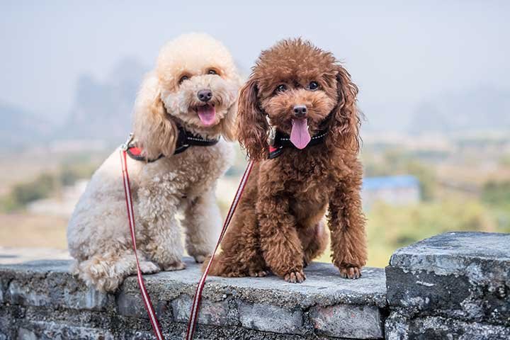poodle price in bangalore