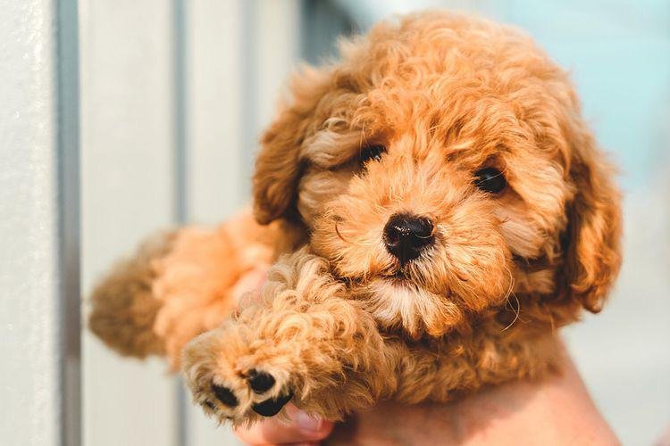 poodle price in chennai
