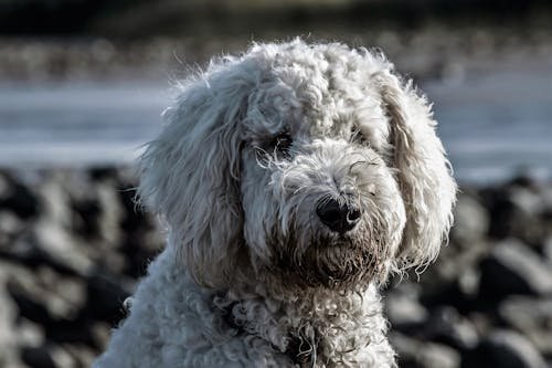poodle price in hyderabad