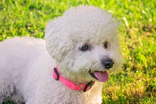 dog kennel for Poodle in India