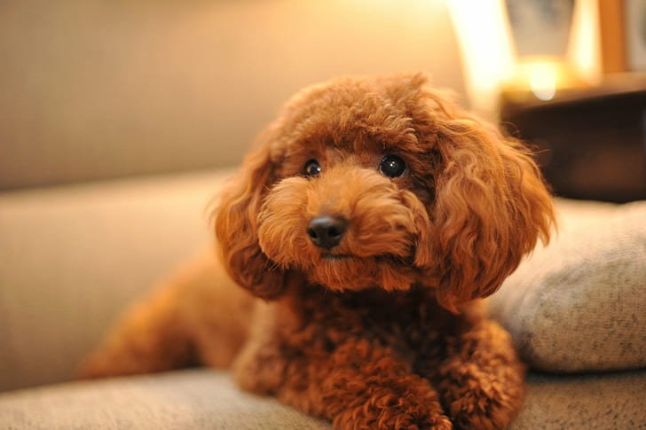 poodle price in Pune
