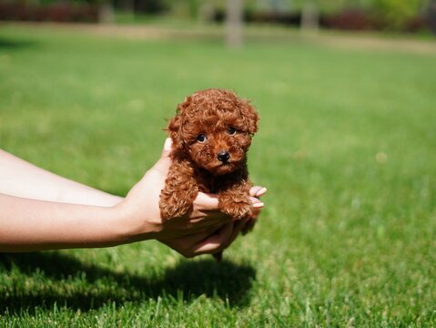 poodle price in vizag