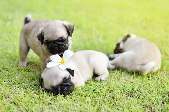 pug price in ahmedabad