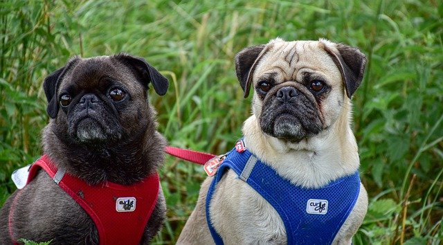 pug price in kolkata