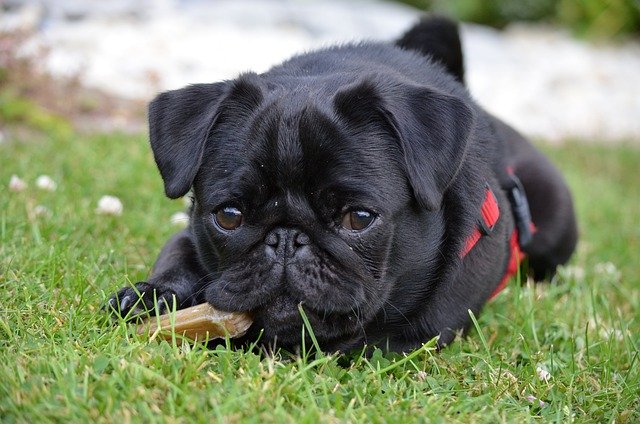 pug price in chennai