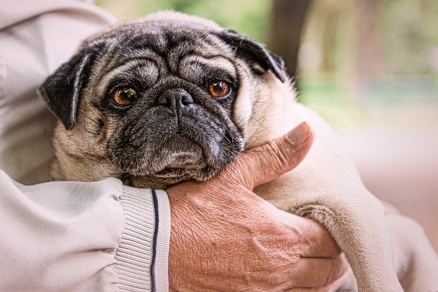 pug price in hyderabad