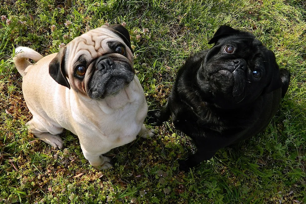 pug price in mumbai