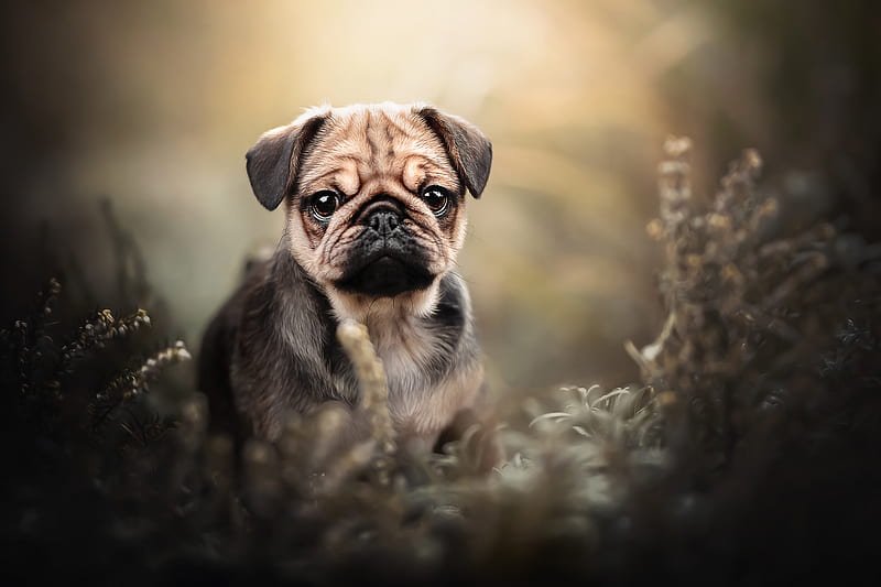 pug price in Pune