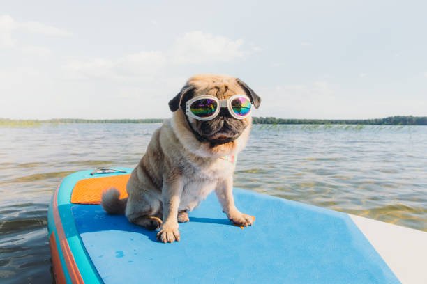 pug price in vizag