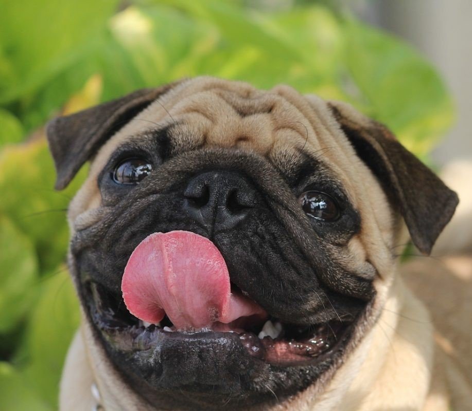 pug price in Goa