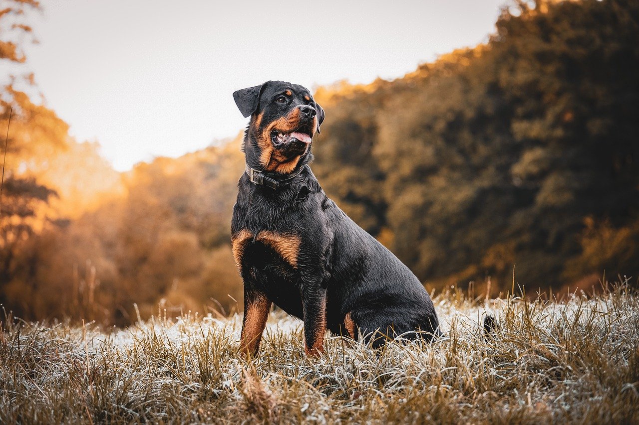 rottweiler price in ahmedabad