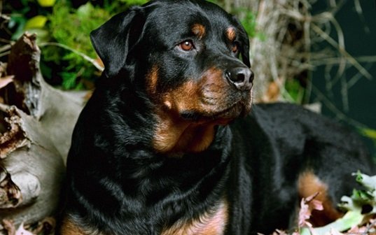 rottweiler price in bangalore