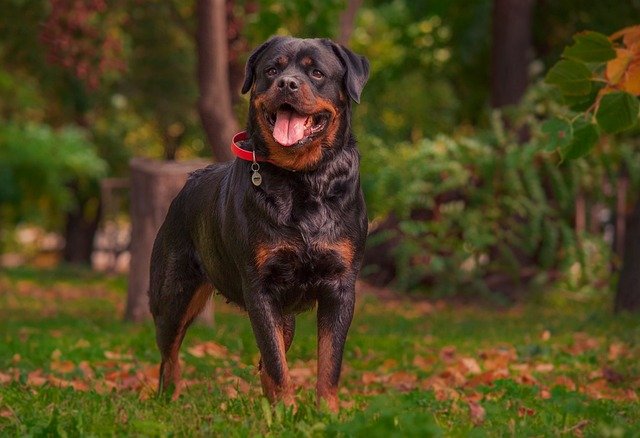 rottweiler price in chennai