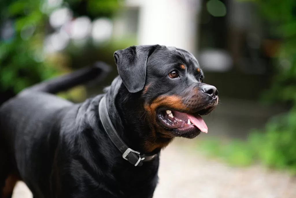 rottweiler price in kolkata