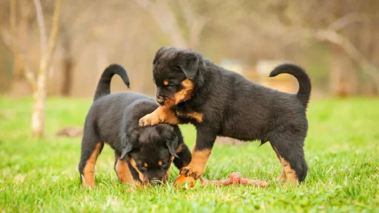 rottweiler price in hyderabad