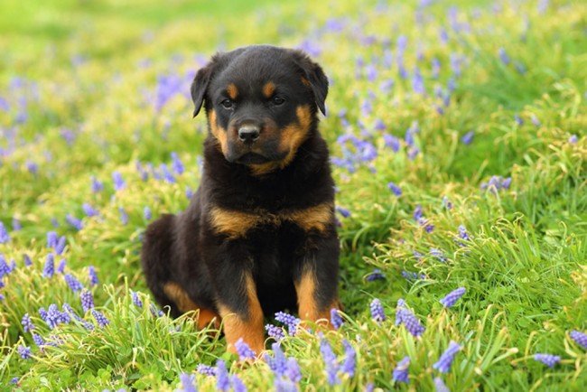 rottweiler price in Pune