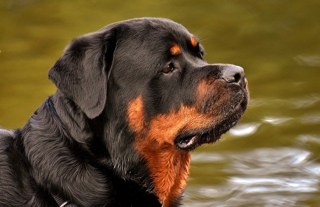 rottweiler price in vizag