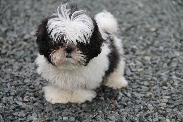 shih tzu price in ahmedabad