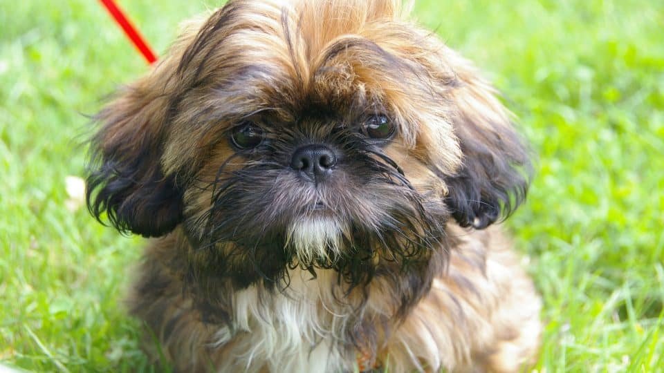 shih tzu price in bangalore