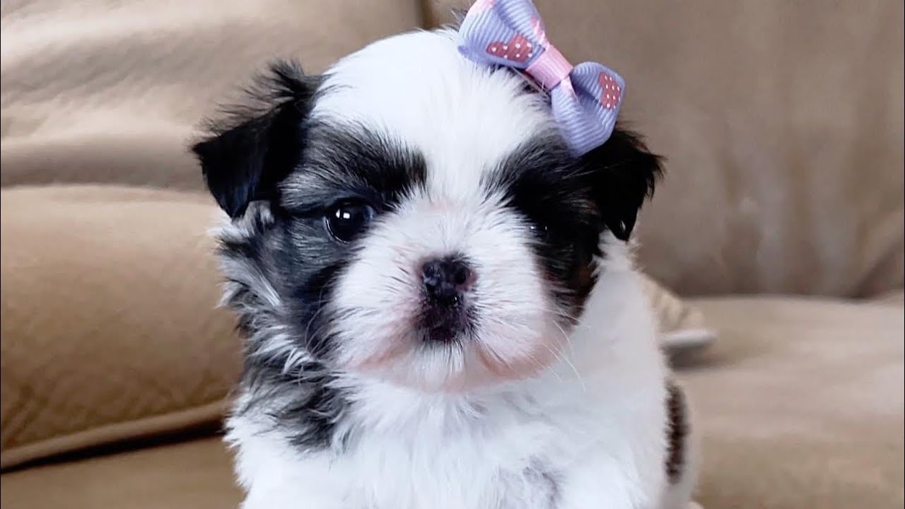 shih tzu price in India