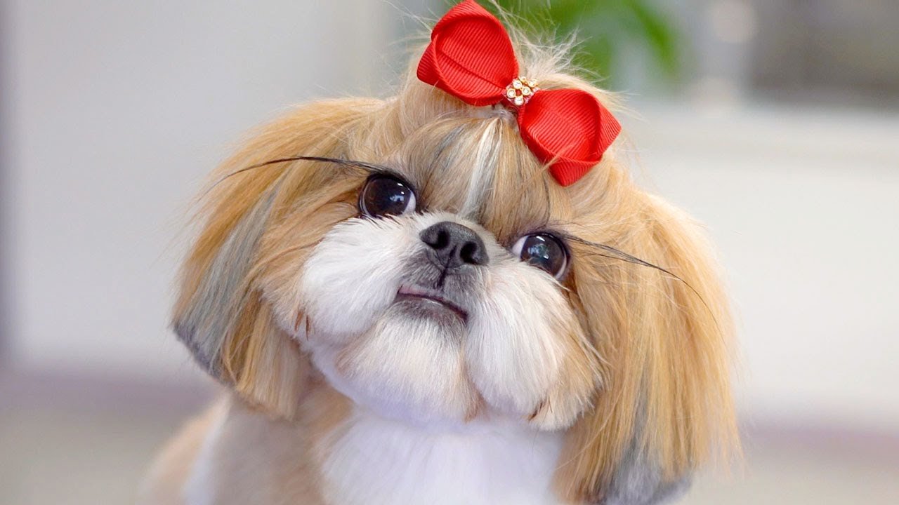 shih tzu price in hyderabad