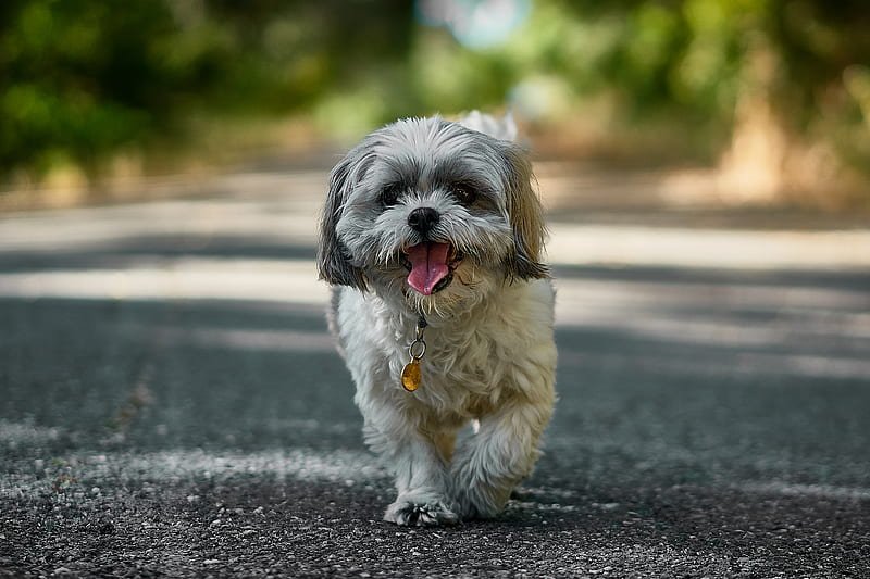 shih tzu price in Pune