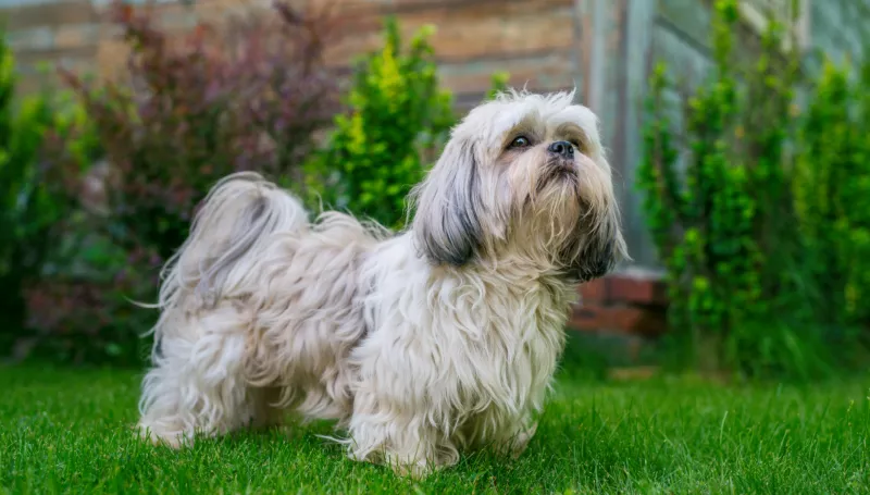 shih tzu price in vizag