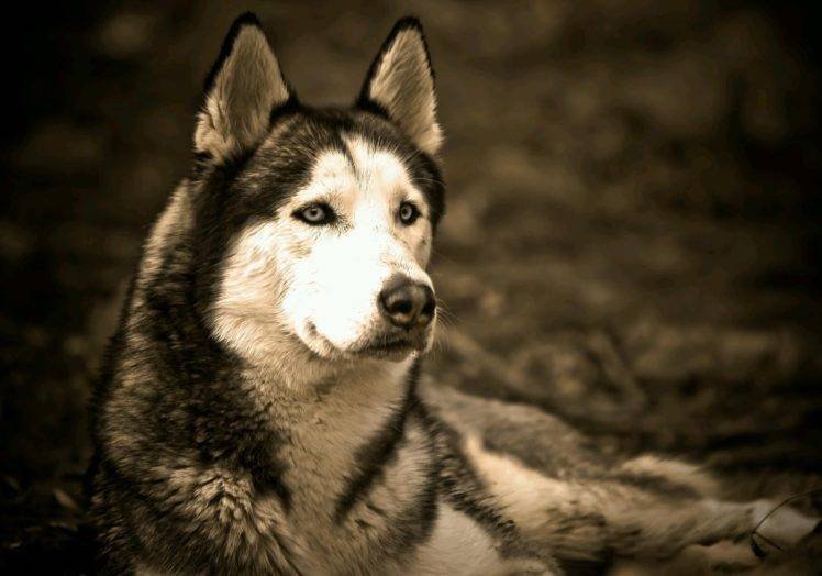 siberian-husky price in Pune