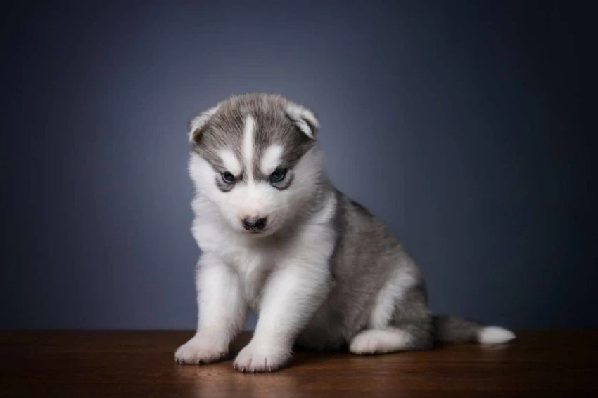 siberian-husky price in ahmedabad