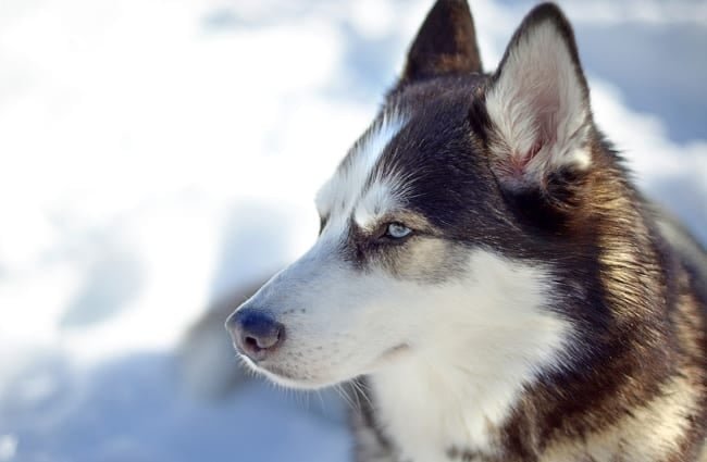 siberian-husky price in bangalore
