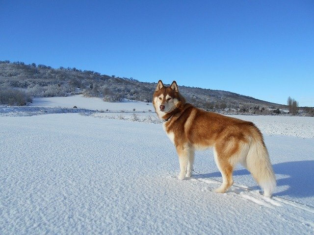 siberian-husky price in chennai