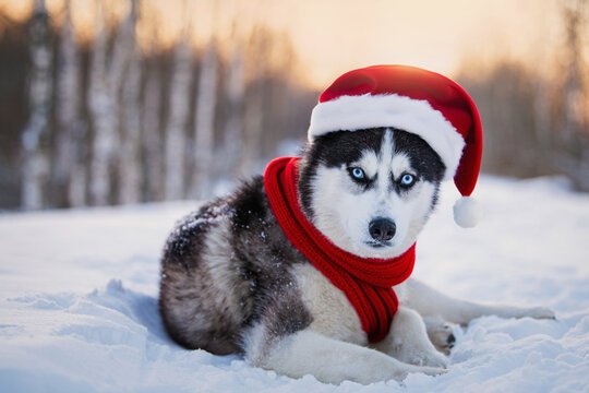 siberian-husky price in vizag