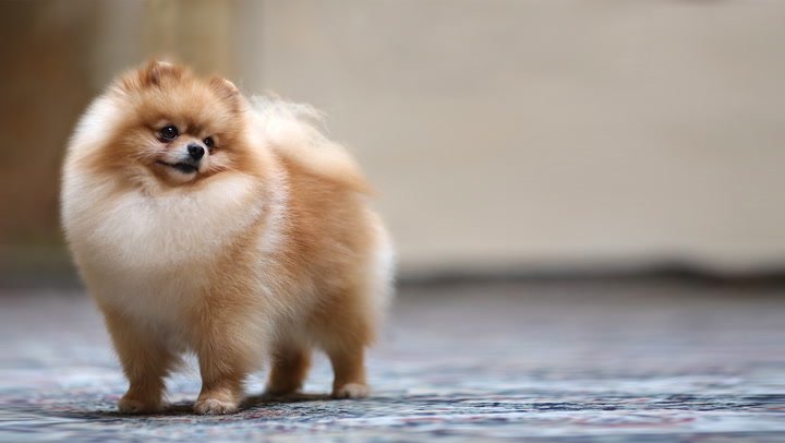 toy pomeranian price in bangalore
