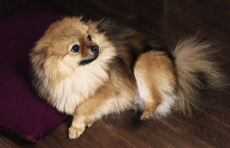 toy pomeranian price in hyderabad