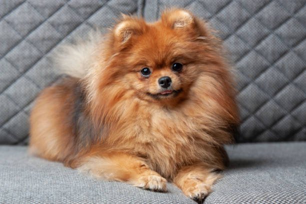 toy pomeranian price in kolkata