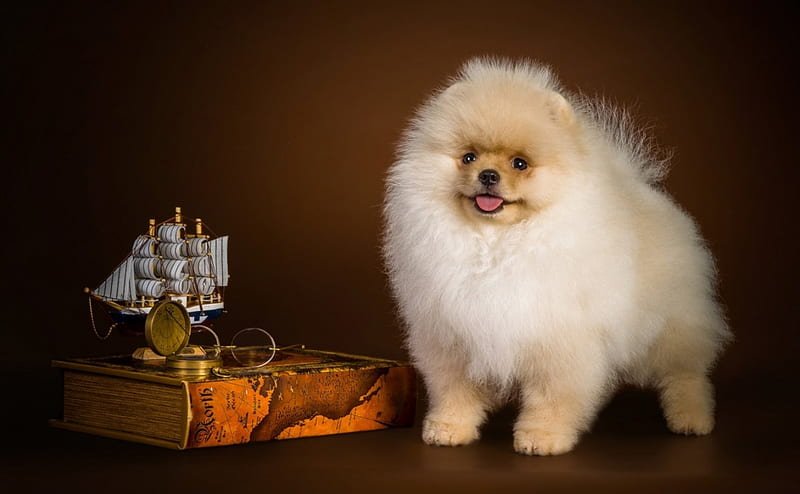 toy pomeranian price in mumbai