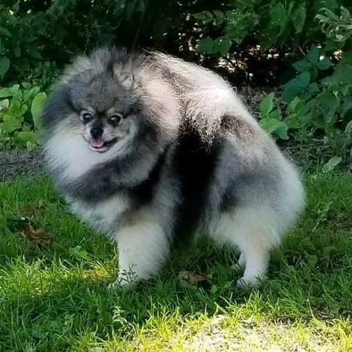 toy pomeranian price in ahmedabad